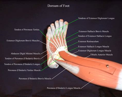 Contrary to expectations, the intrinsic foot muscles contribute minimally to supporting the arch of the foot during walking and running. dorslafootmodel