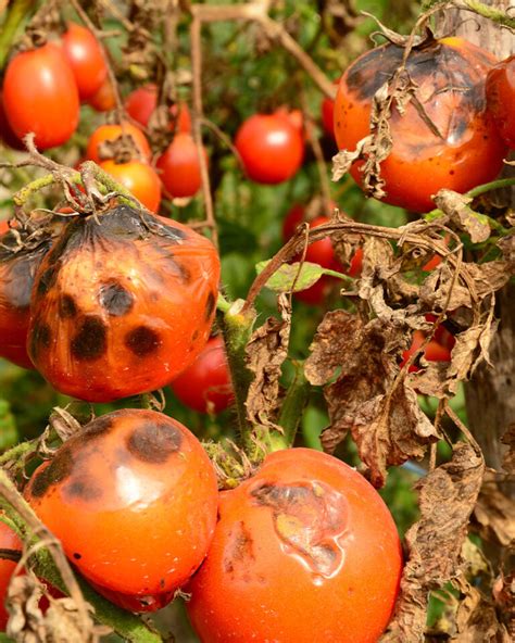 Common Tomato Problems And How To Fix Them Patient Gardener
