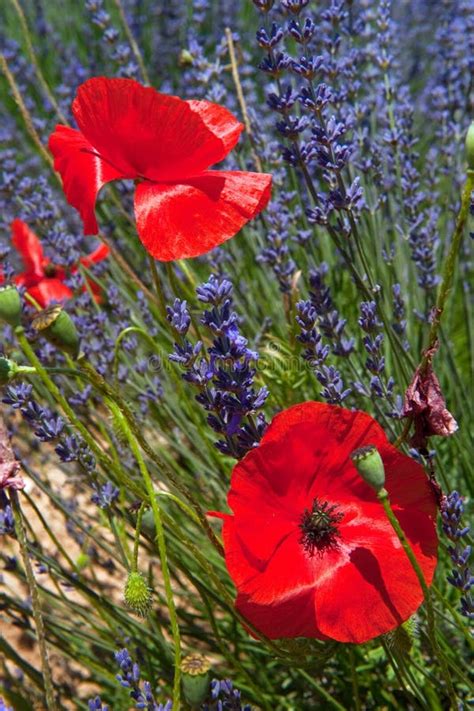 French Lavender And Poppies Stock Photo Image Of Provence Nature