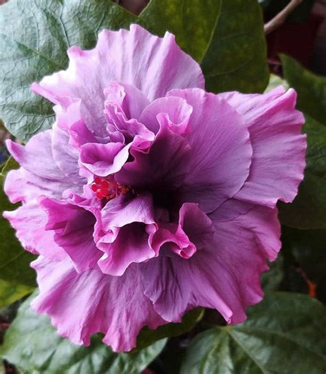See full list on gardenguides.com Live Tropical Hibiscus 'Bayou Rose' Hibiscus rosa-sinensis ...