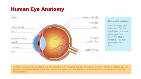 Powerpoint Presentation Of Eye Anatomy Labels Slidemodel