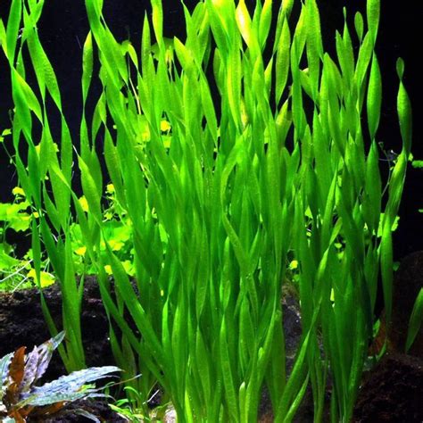 Underwater Plants Google Search Underwater Plants Plants Fast