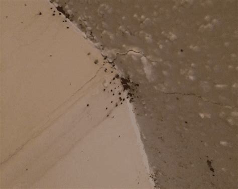 How To Clean Bed Bug Feces