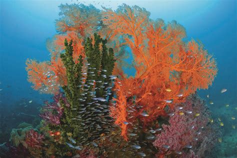 Marine Scientists Quantify Life Under The Sea Magazine
