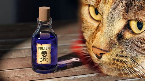 Beware Of These 5 Cat Poisons Pets Cats Cats Dog Cat