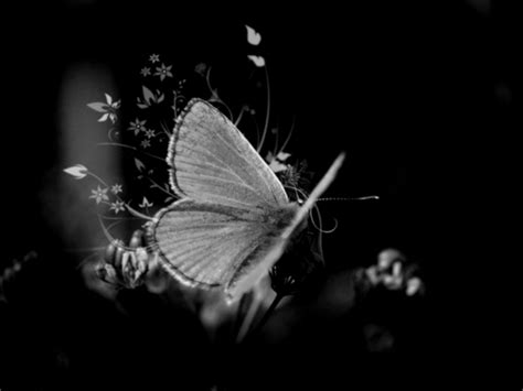 Download Black And White Butterfly Background Cfxq By Karenj88