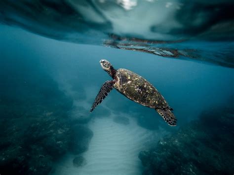 Las Etapas De Vida De Las Tortugas Marinas Blog Xcaret Lee Sobre