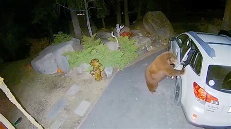 Bear Breaks Into Car Youtube