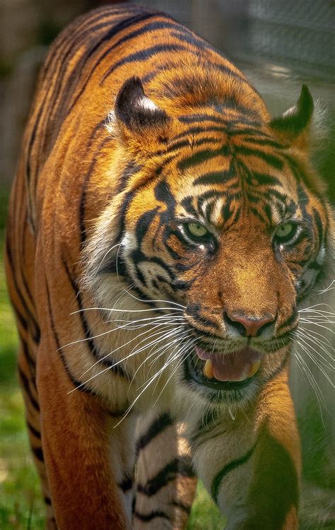 Majestic Tiger About Wild Animals