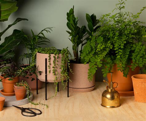 Best sellers in live indoor house plants. 10 of the best indoor plants and how to keep them alive