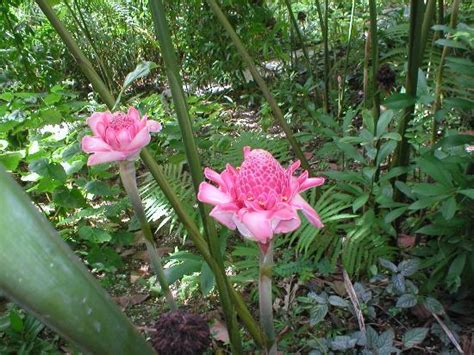 .in london, mississauga, oakville, burlington, st. Flower Forest (Saint Thomas Parish) - 2021 All You Need to ...