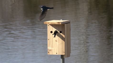 Tree Swallows On Nest Box Youtube