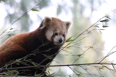 Roter Panda Blätter Kostenloses Foto Auf Pixabay