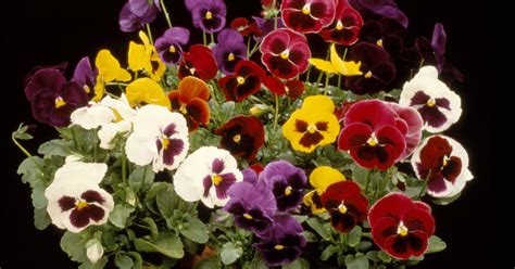 Tendances Pour When To Plant Pansies In Fall ~ Spot And Stripe
