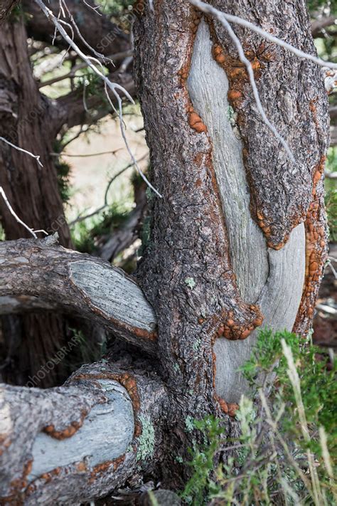 Porcupine Damaged Tree New Mexico Usa Stock Image C0336097