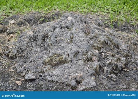 Mound Soil In Nature Garden Stock Photo Image Of Outdoor Land 79615868