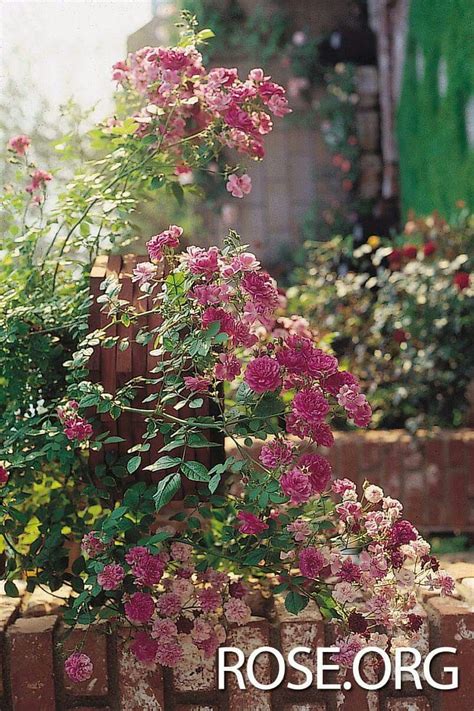 The canes naturally want to trail downward rather than standing straight up. 'Sweet Chariot' roses | Plants, Floral wreath, Rose