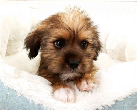 Shorkie Puppies For Sale Orange County Ca 284712