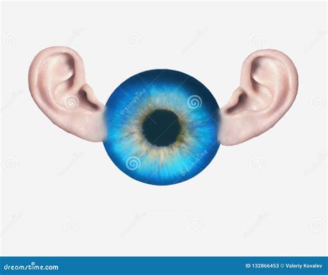 Anatomy Of The Eye And Ear