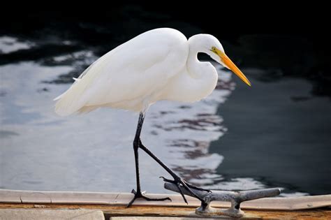 Great White Egret Facts Habitat Diet Pictures