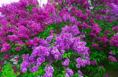 The average price for bushes ranges from $10 to $400. Lilacs Of Different Varieties In Prague Photograph by ...