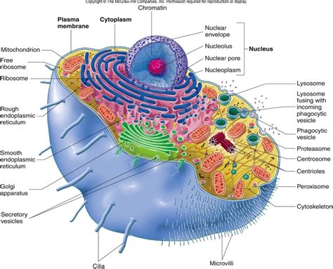 Diagram of plant cell and animal cell? Biology 1101 - SI: Juliya Yakusheva