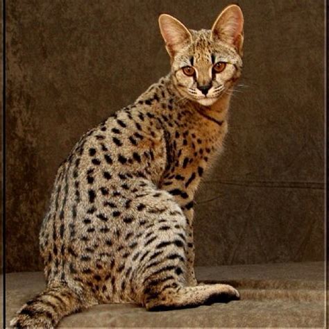 We provide resources, advice and recommendations for savannah f3 savannah cat is the home for those who own or are looking to own savannah cats! 189 best Hybrid Cats images on Pinterest
