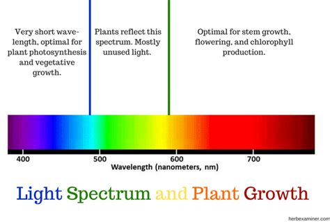 We did not find results for: Everything You Need to Know About Grow Lights - The ...