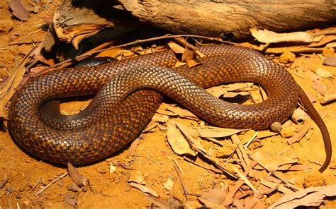 Meet The Most Dangerous Animals In South Australia Nullarbor Roadhouse