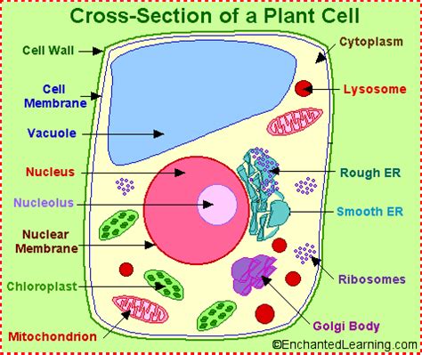 The plant cell is rectangular and comparatively larger than the animal cell. Labeled Plant Cell | Plant and Animal cell Organelle ...
