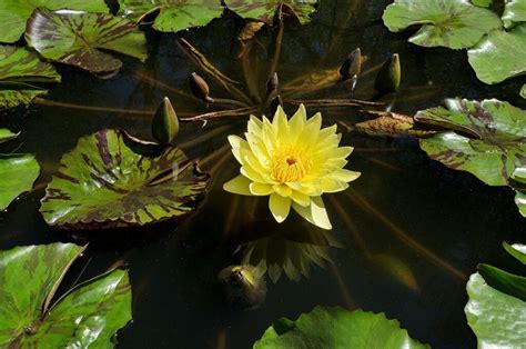 Waterlily A Decorative And Nutritious Wild Edible Eat The Planet