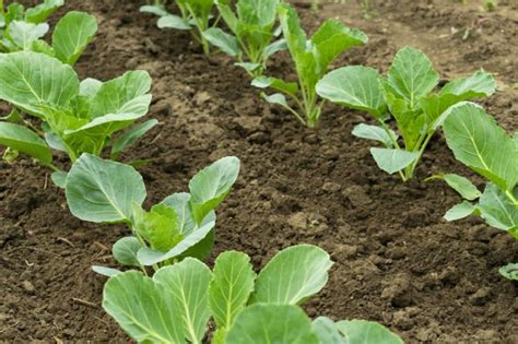 How To Plant And Grow Cabbage Harvest To Table