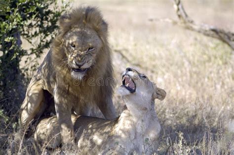 Leões Acasalando Na Natureza Imagem De Stock Imagem De Cinco Amor
