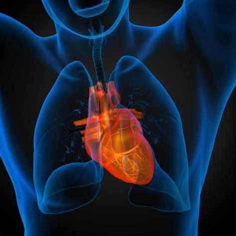 What Are The Causes Of An Enlarged Heart Ventricle Livestrongcom