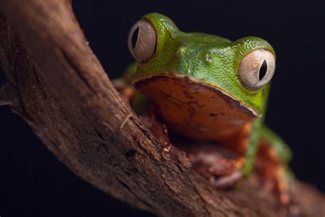 Frog With Big Eyes Photograph By Dirk Ercken Fine Art America