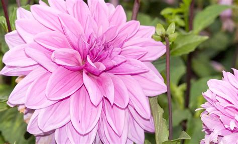 Touch Of Eco Lilac Time Dahlia Plant Bulbs 7 Count