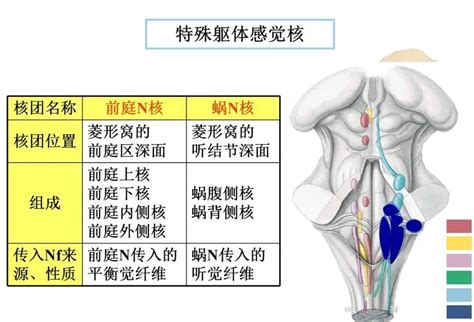 脑干内部超详细功能解剖图，病损表现及定位诊断医学界 助力医生临床决策和职业成长