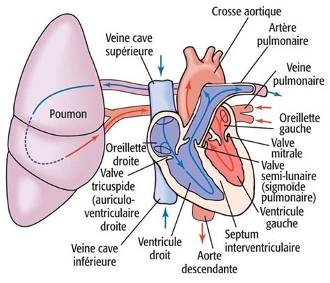 Cardiologue Casablanca Anatomie Du Coeur