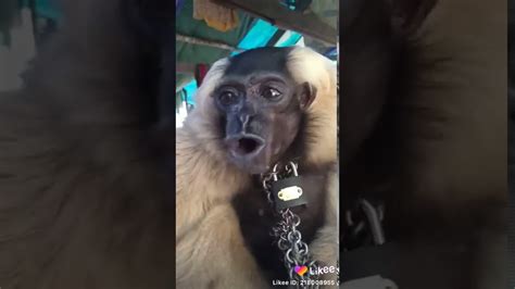 Funny Monkey Sound Youtube