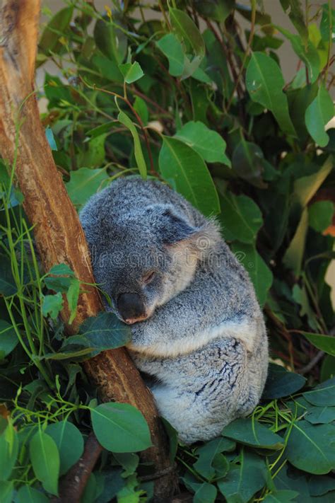Sleeping Koala Stock Photo Image Of Tree Animal Hold 20677576