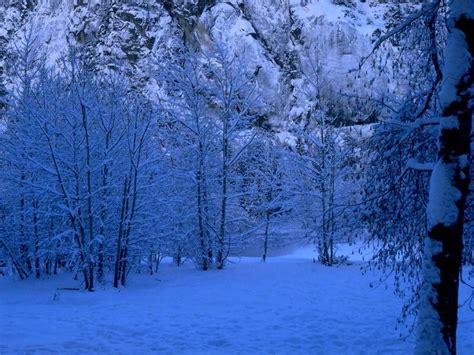 Snowy Forest Wallpapers Wallpaper Cave