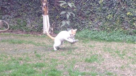 Feral Kitten Playing With Toys Youtube