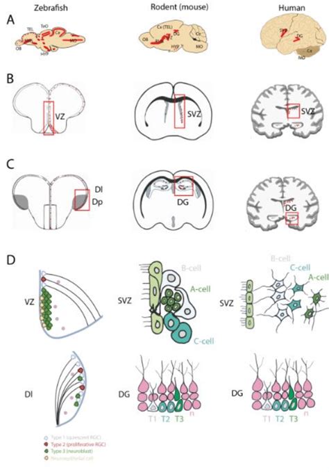 Localization And Cellular Organization Of The Main Neurogenic Niches In