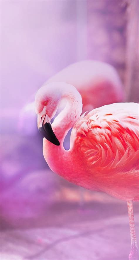 Pin By Live Wallpaper 4k For Me On Iphone 6 Plus Wallpapers Flamingo