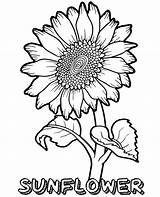 Sunflower Coloring Pages Flower Printable Big Kids Print Floral Colouring Flowers Summer Drawing Topcoloringpages Book Printables Beautiful Whitesbelfast Choose Board sketch template