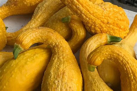 21 Of The Best Summer Squash Varieties Gardener’s Path