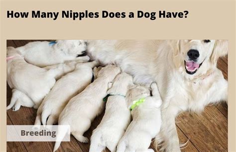 How Many Nipples Does A Dog Have Answered