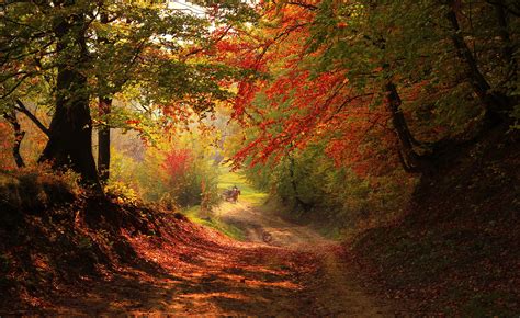 Entrance To The Autumn Forest Autumn Forest Forest Pictures Landscape