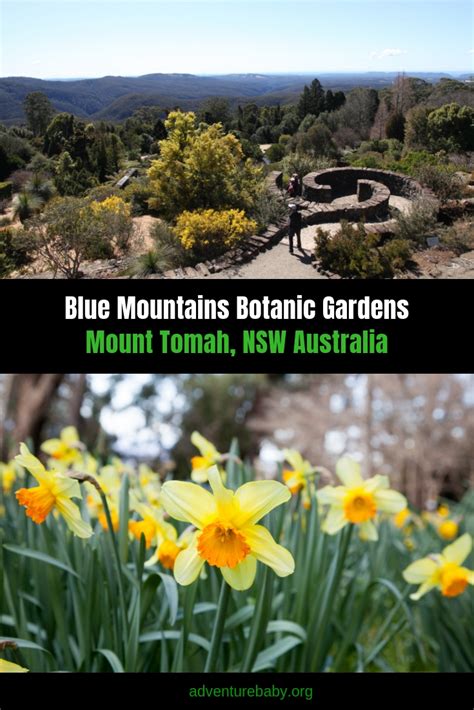 A Guide To The Botanical Gardens Blue Mountains In Mount Tomah