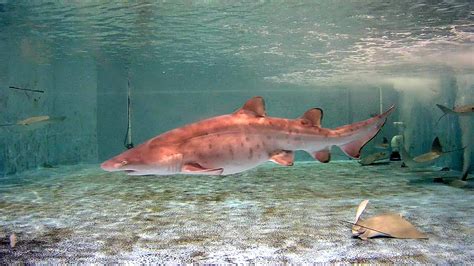World First Ripleys Aquariums Research Efforts Birth Sand Tiger Shark
